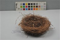 藏品(鳥巢)的圖片
